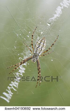 Stock Image - Wasp Spider (Argiope bruennichi), young, Emsland, Lower Saxony, Germany, Europe. Fotosearch