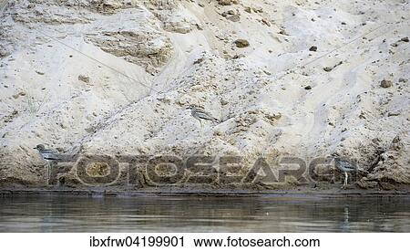 Stock Image - Water Thick-knees (Burhinus vermiculatus), at the steep sandy shore, Lower Zambezi National Park, Zambia, Africa. Fotosearch