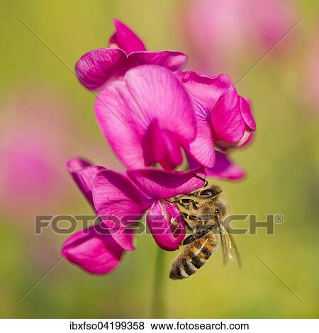 Western Honey Bee (Apis mellifera) on the flower of a Sweet Pea (Lathyrus sp. ), Thuringia, Germany, Europe View Large Photo Image Stock Photo - Western Honey Bee (Apis mellifera) on the flower of a Sweet Pea (Lathyrus sp. ), Thuringia, Germany, Europe. Fotosearch