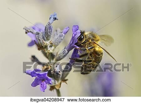 Western honey bee (Apis mellifera) gathering nectar from a lavender flower, bee (Apidae), Switzerland, Europe View Large Photo Image Stock Photo - Western honey bee (Apis mellifera) gathering nectar from a lavender flower, bee (Apidae), Switzerland, Europe. Fotosearch