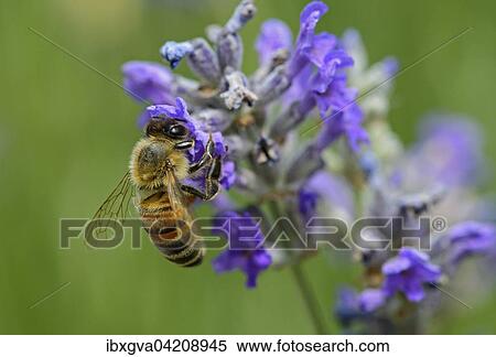 Stock Photography - Western honey bee (Apis mellifera) gathering nectar from a lavender flower, bee (Apidae), Switzerland, Europe. Fotosearch