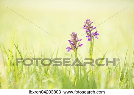 Western marsh orchid (Dactylorhiza majalis), Wurzeralm, Upper Austria, Austria, Europe View Large Photo Image Stock Image - Western marsh orchid (Dactylorhiza majalis), Wurzeralm, Upper Austria, Austria, Europe. Fotosearch