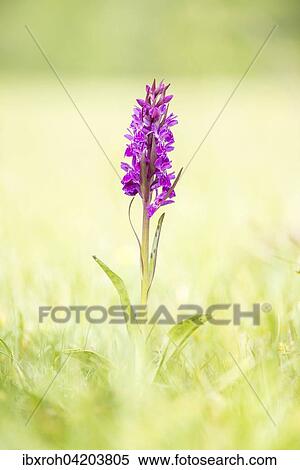 Western marsh orchid (Dactylorhiza majalis), Wurzeralm, Upper Austria, Austria, Europe View Large Photo Image Stock Photography - Western marsh orchid (Dactylorhiza majalis), Wurzeralm, Upper Austria, Austria, Europe. Fotosearch