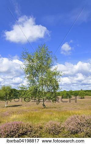 Westruper Heide nature reserve with Heather (Calluna vulgaris) and Birch (Betula), North Rhine-Westphalia, Germany, Europe View Large Photo Image Stock Photo - Westruper Heide nature reserve with Heather (Calluna vulgaris) and Birch (Betula), North Rhine-Westphalia, Germany, Europe. Fotosearch