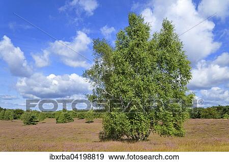 Westruper Heide nature reserve with Heather (Calluna vulgaris) and Birches (Betula), North Rhine-Westphalia, Germany, Europe View Large Photo Image Stock Photo - Westruper Heide nature reserve with Heather (Calluna vulgaris) and Birches (Betula), North Rhine-Westphalia, Germany, Europe. Fotosearch