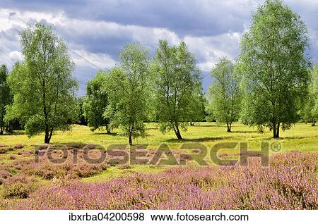 Westruper Heide nature reserve with Heather (Calluna vulgaris) and Birches (Betula), North Rhine-Westphalia, Germany, Europe View Large Photo Image Stock Photo - Westruper Heide nature reserve with Heather (Calluna vulgaris) and Birches (Betula), North Rhine-Westphalia, Germany, Europe. Fotosearch