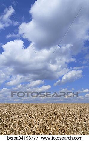Wheat Field (Triticum sp. ), ready for harvest, against a blue sky with cumulus clouds, North Rhine-Westphalia, Germany, Europe View Large Photo Image Stock Photo - Wheat Field (Triticum sp. ), ready for harvest, against a blue sky with cumulus clouds, North Rhine-Westphalia, Germany, Europe. Fotosearch
