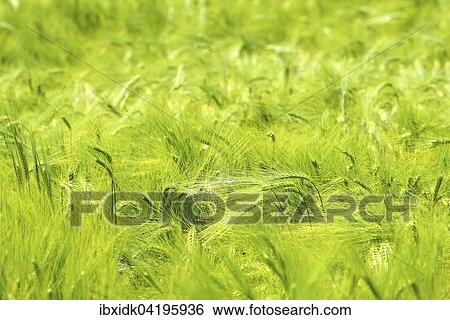 Wheat field with green ears, Canton of Aargau, Switzerland, Europe View Large Photo Image Stock Photograph - Wheat field with green ears, Canton of Aargau, Switzerland, Europe. Fotosearch