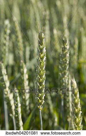 Stock Image - Wheat (Triticum) ear, field, Germany, Europe. Fotosearch