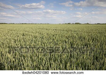 Wheat (Triticum) field, North Rhine-Westphalia, Germany, Europe View Large Photo Image Stock Image - Wheat (Triticum) field, North Rhine-Westphalia, Germany, Europe. Fotosearch