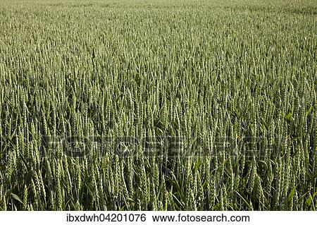 Wheat (Triticum) field, North Rhine-Westphalia, Germany, Europe View Large Photo Image Stock Photograph - Wheat (Triticum) field, North Rhine-Westphalia, Germany, Europe. Fotosearch