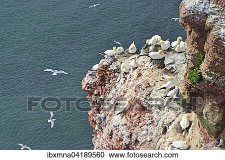 White and red cliff, gannets (Morus bassanus) and common murres (Uria aalge), Heligoland, Schleswig-Holstein, Germany, Europe View Large Photo Image Stock Image - White and red cliff, gannets (Morus bassanus) and common murres (Uria aalge), Heligoland, Schleswig-Holstein, Germany, Europe. Fotosearch