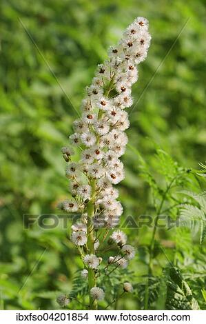 White Butterbur (Petasites albus), infructescence, Thuringia, Germany, Europe View Large Photo Image Picture - White Butterbur (Petasites albus), infructescence, Thuringia, Germany, Europe. Fotosearch