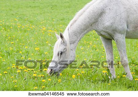 White horse on dandelion meadow, Masuria, Poland, Europe View Large Photo Image Stock Photography - White horse on dandelion meadow, Masuria, Poland, Europe. Fotosearch