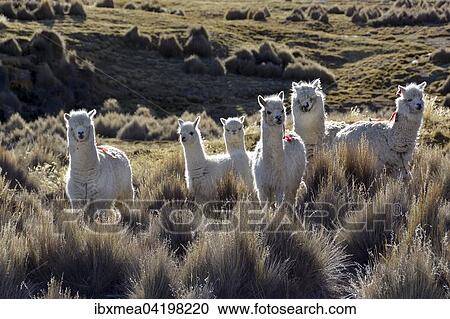 White lamas (Lama glama) in Paja grass, Sajama National Park, Bolivia, South America View Large Photo Image Stock Image - White lamas (Lama glama) in Paja grass, Sajama National Park, Bolivia, South America. Fotosearch
