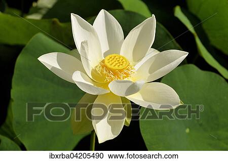 White lotus flower (Nelumbo sp. ), North Rhine-Westphalia, Germany, Europe View Large Photo Image Stock Image - White lotus flower (Nelumbo sp. ), North Rhine-Westphalia, Germany, Europe. Fotosearch