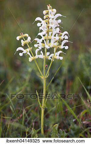 Stock Photography - White Meadow Sage (Salvia pratensis), rare color variant, Thuringia, Germany, Europe. Fotosearch