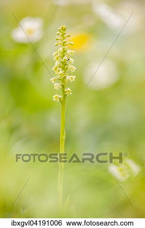 White mountain orchid (Pseudorchis albida) in an Alpine meadow, Mallnitz, Carinthia, Austria, Europe View Large Photo Image Stock Photograph - White mountain orchid (Pseudorchis albida) in an Alpine meadow, Mallnitz, Carinthia, Austria, Europe. Fotosearch