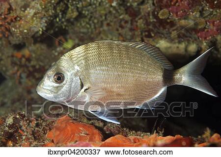 White seabream (Diplodus sargus), Corfu, Ionian Islands, Greece, Europe View Large Photo Image Stock Photo - White seabream (Diplodus sargus), Corfu, Ionian Islands, Greece, Europe. Fotosearch