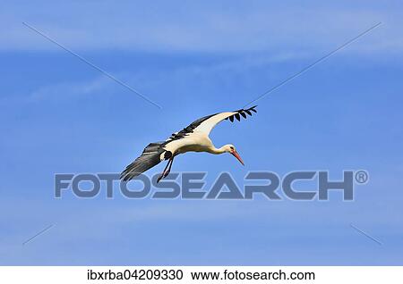 Stock Image - White Stork (Ciconia ciconia) in flight, Baden-Wurttemberg, Germany, Europe. Fotosearch