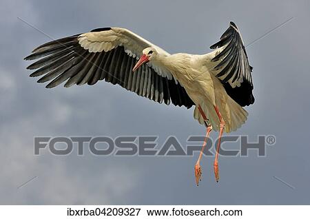 White Stork (Ciconia ciconia) in flight, Baden-Wurttemberg, Germany, Europe View Large Photo Image Stock Photo - White Stork (Ciconia ciconia) in flight, Baden-Wurttemberg, Germany, Europe. Fotosearch