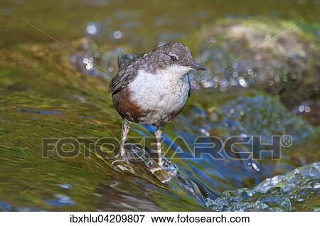 White-throated dipper (Cinclus cinclus), young bird, not yet fully coloured, Germany, Europe View Large Photo Image Stock Photo - White-throated dipper (Cinclus cinclus), young bird, not yet fully coloured, Germany, Europe. Fotosearch