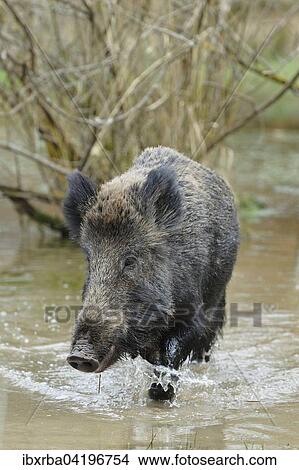 Wild boar (Sus scrofa), sow running through a pond, captive, North Rhine-Westphalia, Germany, Europe View Large Photo Image Picture - Wild boar (Sus scrofa), sow running through a pond, captive, North Rhine-Westphalia, Germany, Europe. Fotosearch