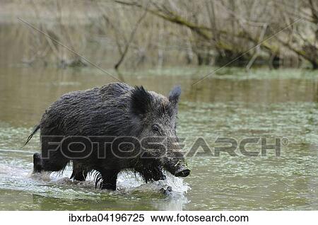 Wild boar (Sus scrofa), sow running through a pond, captive, North Rhine-Westphalia, Germany, Europe View Large Photo Image Stock Photography - Wild boar (Sus scrofa), sow running through a pond, captive, North Rhine-Westphalia, Germany, Europe. Fotosearch