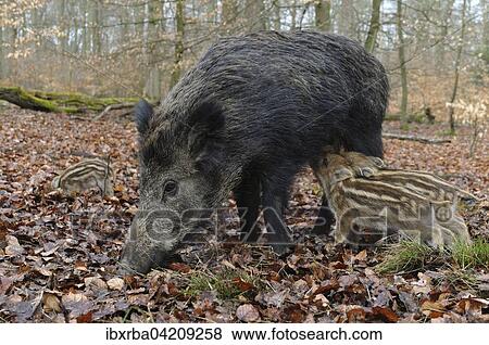 Stock Photo - Wild boar (Sus scrofa), sow suckling her piglets, standing, captive, North Rhine-Westphalia, Germany, Europe. Fotosearch