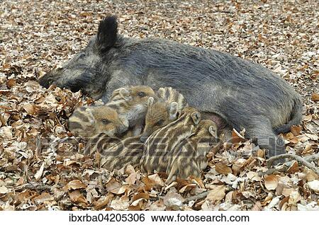 Wild boar (Sus scrofa), sow suckling piglets, captive, North Rhine-Westphalia, Germany, Europe View Large Photo Image Stock Photograph - Wild boar (Sus scrofa), sow suckling piglets, captive, North Rhine-Westphalia, Germany, Europe. Fotosearch