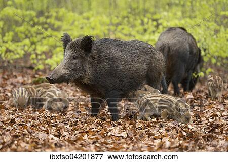 Stock Photo - Wild boar (Sus scrofa), sows and piglets in springtime, forest, captive, North Rhine-Westphalia, Germany, Europe. Fotosearch