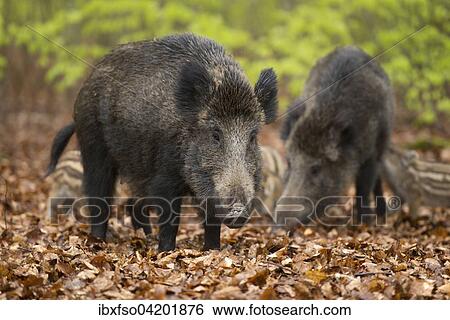 Stock Photograph - Wild boar (Sus scrofa), sows and piglets in springtime, forest, captive, North Rhine-Westphalia, Germany, Europe. Fotosearch