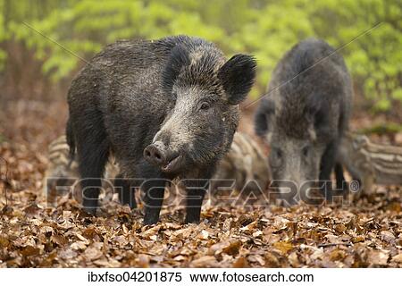 Stock Photography - Wild boar (Sus scrofa), sows and piglets in springtime, forest, captive, North Rhine-Westphalia, Germany, Europe. Fotosearch