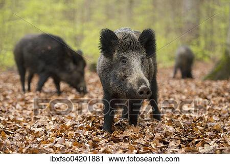 Wild boar (Sus scrofa), sows in springtime, forest, captive, North Rhine-Westphalia, Germany, Europe View Large Photo Image Stock Image - Wild boar (Sus scrofa), sows in springtime, forest, captive, North Rhine-Westphalia, Germany, Europe. Fotosearch