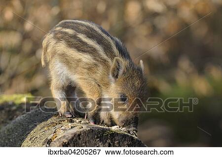 Wild boar (Sus scrofa), young on a tree trunk, captive, North Rhine-Westphalia, Germany, Europe View Large Photo Image Stock Photo - Wild boar (Sus scrofa), young on a tree trunk, captive, North Rhine-Westphalia, Germany, Europe. Fotosearch