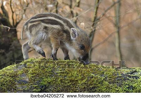 Wild boar (Sus scrofa), young wild boar on a mossy tree trunk, captive, North Rhine-Westphalia, Germany, Europe View Large Photo Image Stock Image - Wild boar (Sus scrofa), young wild boar on a mossy tree trunk, captive, North Rhine-Westphalia, Germany, Europe. Fotosearch
