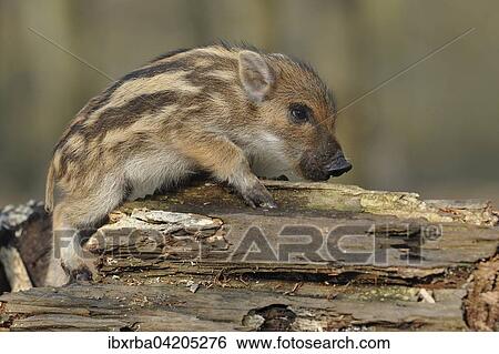 Wild boar (Sus scrofa), young wild boar on a tree trunk, captive, North Rhine-Westphalia, Germany, Europe View Large Photo Image Stock Photograph - Wild boar (Sus scrofa), young wild boar on a tree trunk, captive, North Rhine-Westphalia, Germany, Europe. Fotosearch