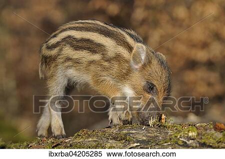 Wild boar (Sus scrofa), young wild boar in search of food on a mossy tree trunk, captive, North Rhine-Westphalia, Germany, Europe View Large Photo Image Stock Photography - Wild boar (Sus scrofa), young wild boar in search of food on a mossy tree trunk, captive, North Rhine-Westphalia, Germany, Europe. Fotosearch