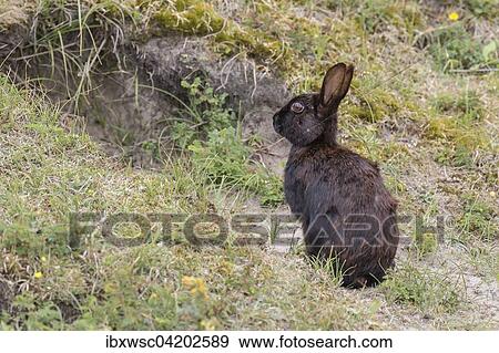 Wild common common rabbit (Oryctolagus cuniculus), black fur, Texel, West Frisian Islands, Province of North Holland, Holland, The Netherlands, Europe View Large Photo Image Stock Photo - Wild common common rabbit (Oryctolagus cuniculus), black fur, Texel, West Frisian Islands, Province of North Holland, Holland, The Netherlands, Europe. Fotosearch