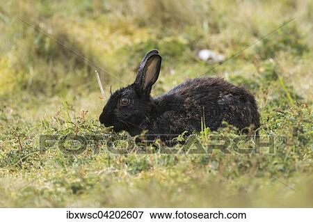 Wild common common rabbit (Oryctolagus cuniculus), black fur, Texel, West Frisian Islands, Province of North Holland, Holland, The Netherlands, Europe View Large Photo Image Stock Photo - Wild common common rabbit (Oryctolagus cuniculus), black fur, Texel, West Frisian Islands, Province of North Holland, Holland, The Netherlands, Europe. Fotosearch