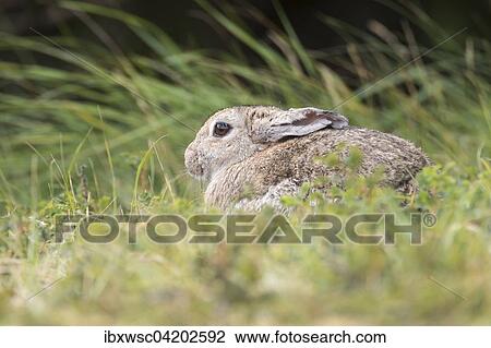 Wild common rabbit (Oryctolagus cuniculus), Texel, West Frisian Islands, Province of North Holland, Holland, The Netherlands, Europe View Large Photo Image Stock Image - Wild common rabbit (Oryctolagus cuniculus), Texel, West Frisian Islands, Province of North Holland, Holland, The Netherlands, Europe. Fotosearch