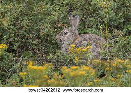 Wild common rabbit (Oryctolagus cuniculus), Texel, West Frisian Islands, Province of North Holland, Holland, The Netherlands, Europe View Large Photo Image Stock Image - Wild common rabbit (Oryctolagus cuniculus), Texel, West Frisian Islands, Province of North Holland, Holland, The Netherlands, Europe. Fotosearch