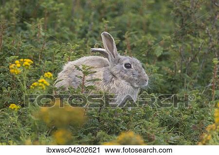 Wild common rabbit (Oryctolagus cuniculus), Texel, West Frisian Islands, Province of North Holland, Holland, The Netherlands, Europe View Large Photo Image Stock Image - Wild common rabbit (Oryctolagus cuniculus), Texel, West Frisian Islands, Province of North Holland, Holland, The Netherlands, Europe. Fotosearch