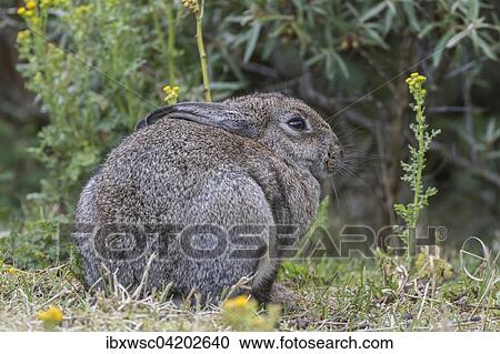 Wild common rabbit (Oryctolagus cuniculus), Texel, West Frisian Islands, Province of North Holland, Holland, The Netherlands, Europe View Large Photo Image Stock Image - Wild common rabbit (Oryctolagus cuniculus), Texel, West Frisian Islands, Province of North Holland, Holland, The Netherlands, Europe. Fotosearch