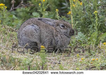 Wild common rabbit (Oryctolagus cuniculus), Texel, West Frisian Islands, Province of North Holland, Holland, The Netherlands, Europe View Large Photo Image Stock Image - Wild common rabbit (Oryctolagus cuniculus), Texel, West Frisian Islands, Province of North Holland, Holland, The Netherlands, Europe. Fotosearch