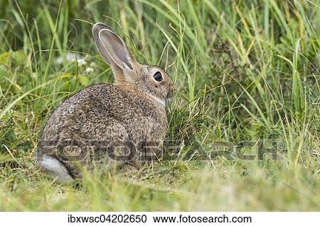 Wild common rabbit (Oryctolagus cuniculus), Texel, West Frisian Islands, Province of North Holland, Holland, The Netherlands, Europe View Large Photo Image Stock Image - Wild common rabbit (Oryctolagus cuniculus), Texel, West Frisian Islands, Province of North Holland, Holland, The Netherlands, Europe. Fotosearch