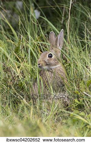Wild common rabbit (Oryctolagus cuniculus) hiding in tall grass, Texel, West Frisian Islands, Province of North Holland, Holland, The Netherlands, Europe View Large Photo Image Stock Image - Wild common rabbit (Oryctolagus cuniculus) hiding in tall grass, Texel, West Frisian Islands, Province of North Holland, Holland, The Netherlands, Europe. Fotosearch