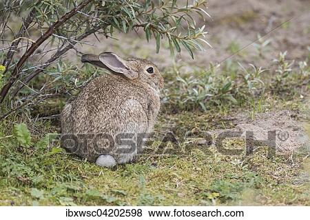 Wild common rabbit (Oryctolagus cuniculus), Texel, West Frisian Islands, Province of North Holland, Holland, The Netherlands, Europe View Large Photo Image Stock Photo - Wild common rabbit (Oryctolagus cuniculus), Texel, West Frisian Islands, Province of North Holland, Holland, The Netherlands, Europe. Fotosearch