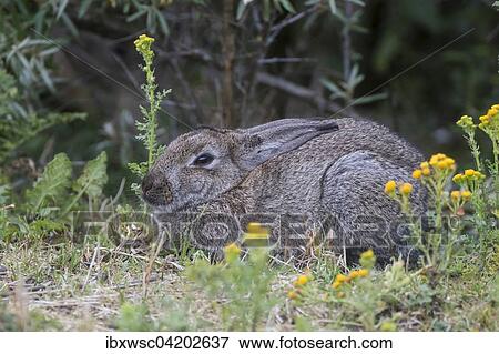 Wild common rabbit (Oryctolagus cuniculus), Texel, West Frisian Islands, Province of North Holland, Holland, The Netherlands, Europe View Large Photo Image Stock Photo - Wild common rabbit (Oryctolagus cuniculus), Texel, West Frisian Islands, Province of North Holland, Holland, The Netherlands, Europe. Fotosearch
