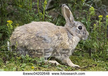 Wild common rabbit (Oryctolagus cuniculus), Texel, West Frisian Islands, Province of North Holland, Holland, The Netherlands, Europe View Large Photo Image Stock Photo - Wild common rabbit (Oryctolagus cuniculus), Texel, West Frisian Islands, Province of North Holland, Holland, The Netherlands, Europe. Fotosearch